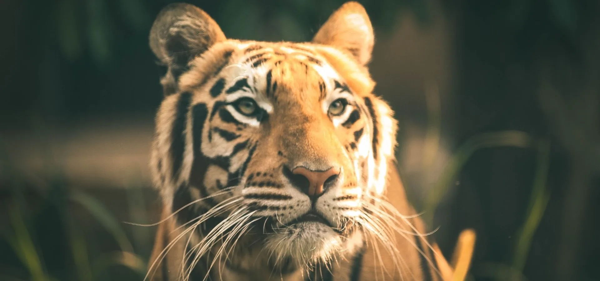 Best Time to Visit Ratapani Tiger Reserve: Month-by-Month (2026)