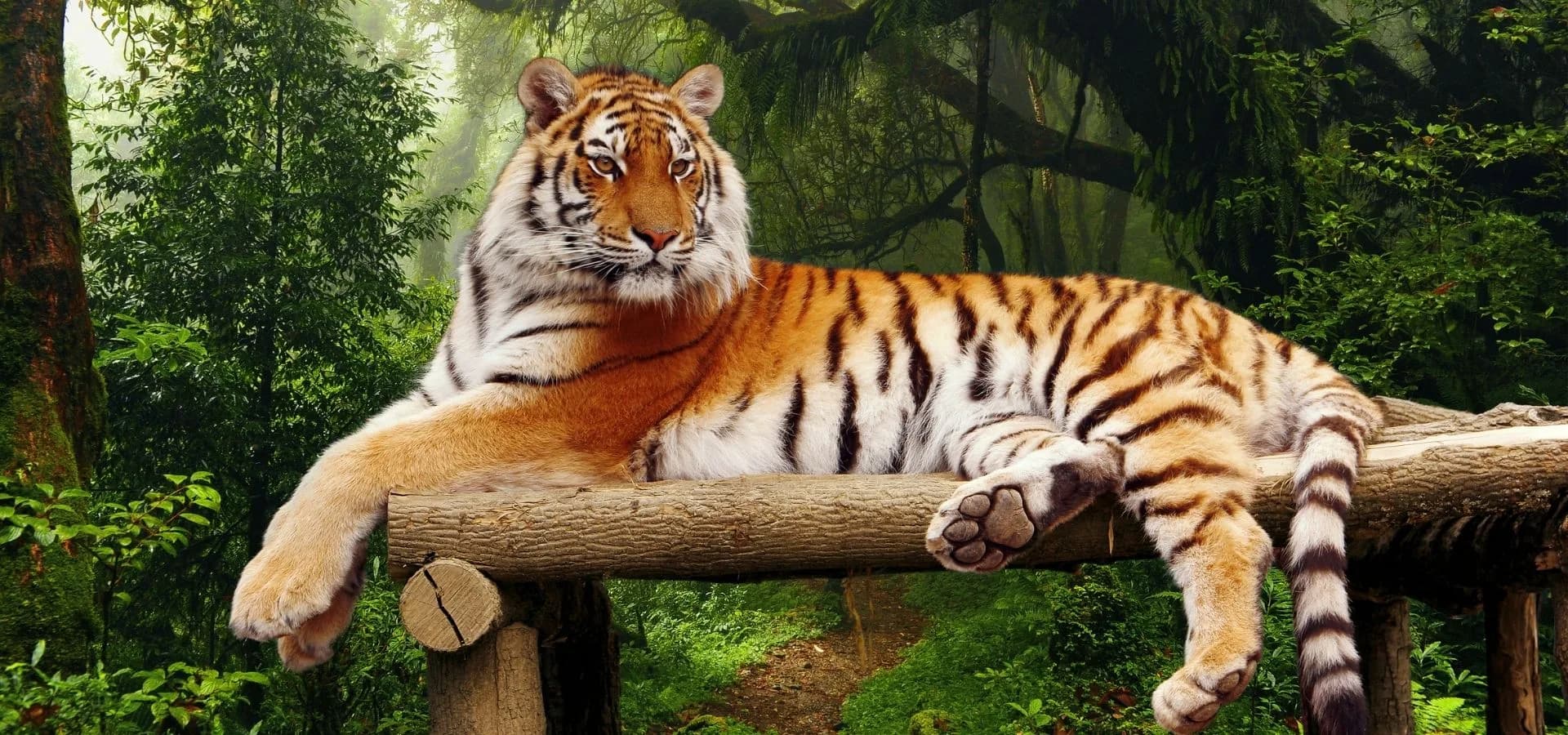 Ratapani vs Kanha vs Bandhavgarh vs Pench: Which MP Tiger Reserve Should You Choose?