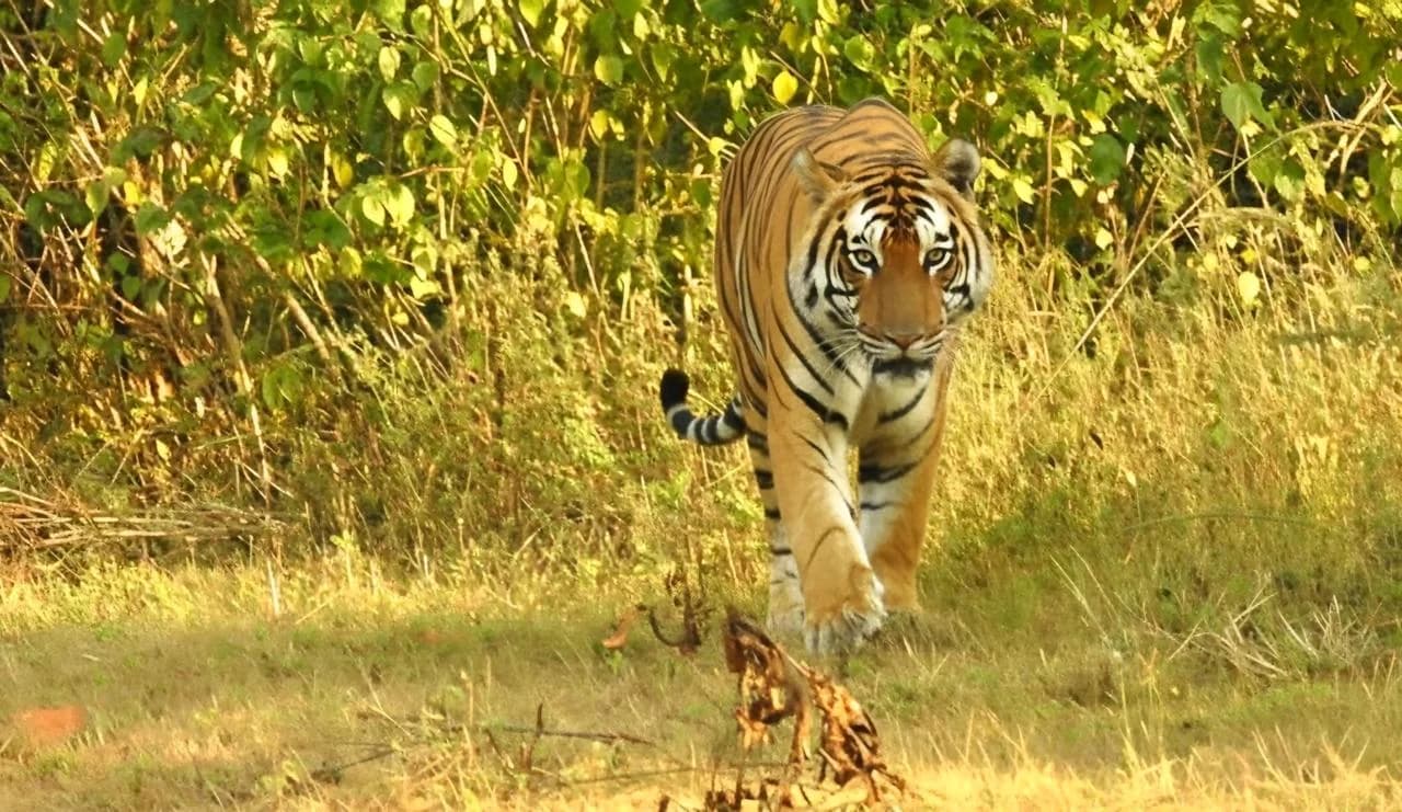 Ratapani Tiger Reserve: The Complete Visitor's Guide (2026)