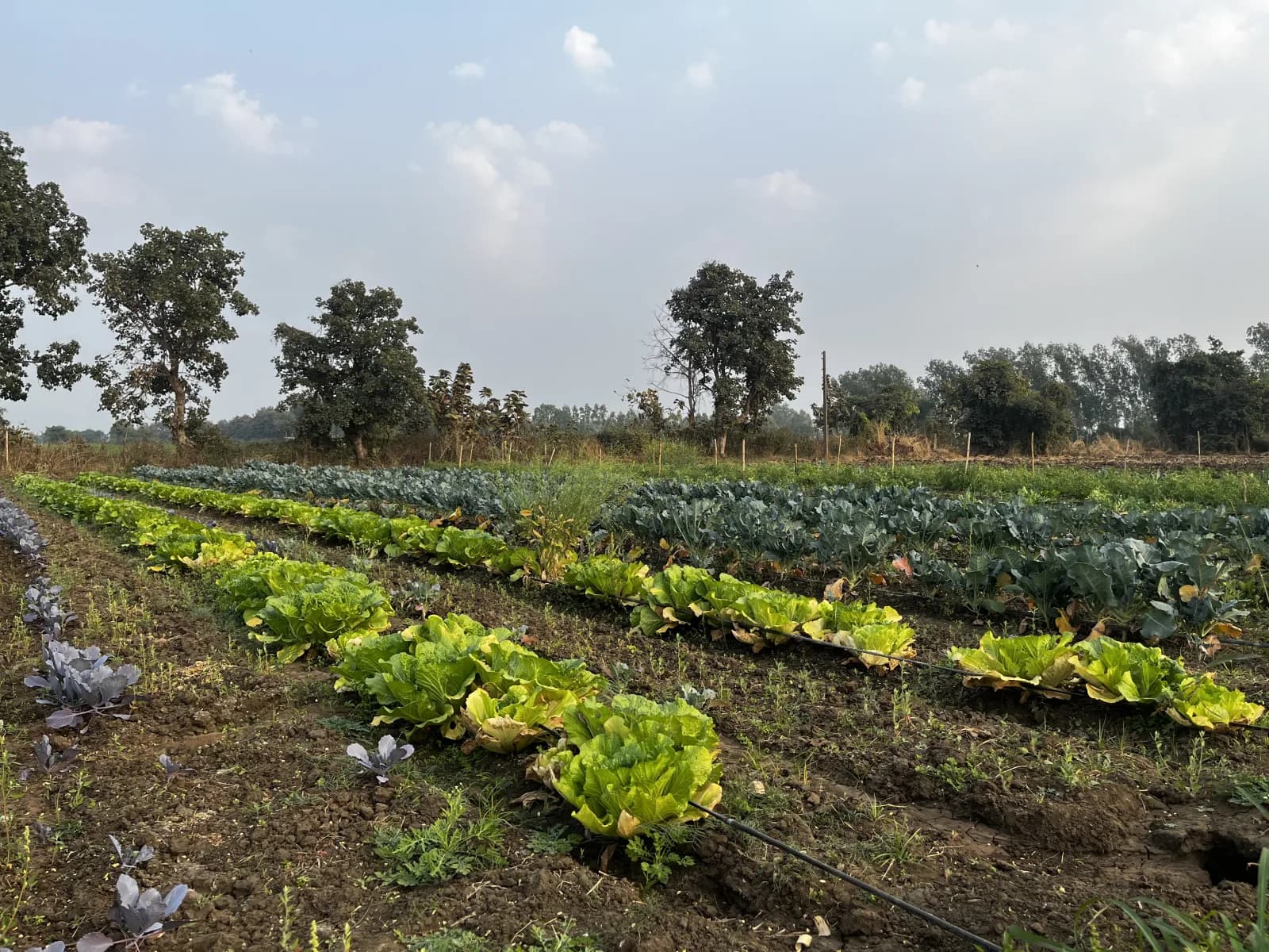 Royalton Farms — the organic farm inside Giovanni Village