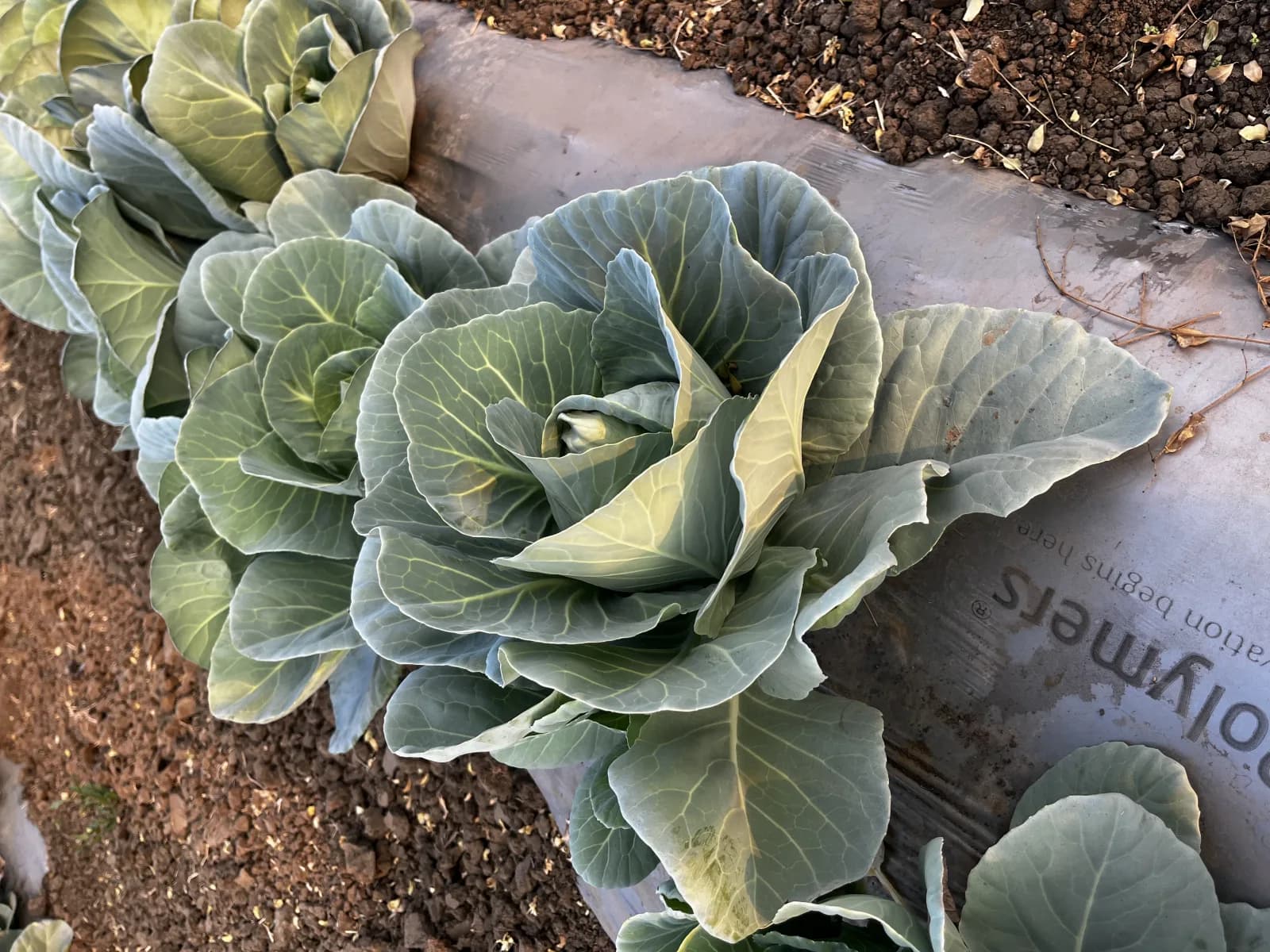 Beds of vegetables at Royalton Farms