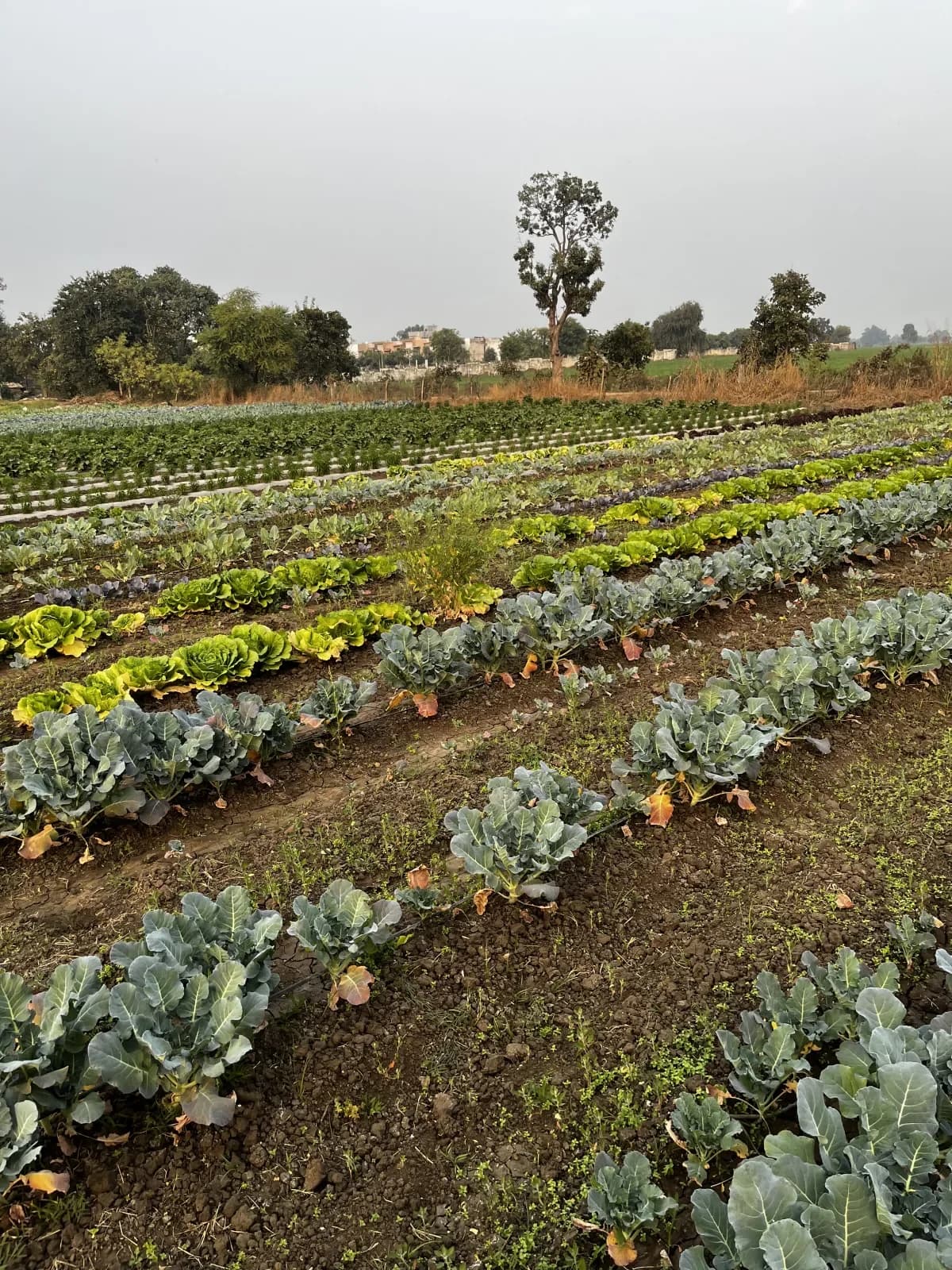 Fresh produce growing in the fields at Royalton Farms